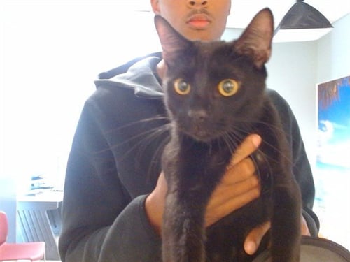 LOKI - Domestic Short Hair available for adoption
