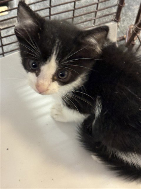 JUMPY - Domestic Short Hair available for adoption