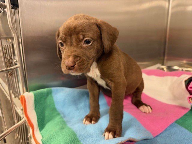 TAINA - Labrador Retriever available for adoption