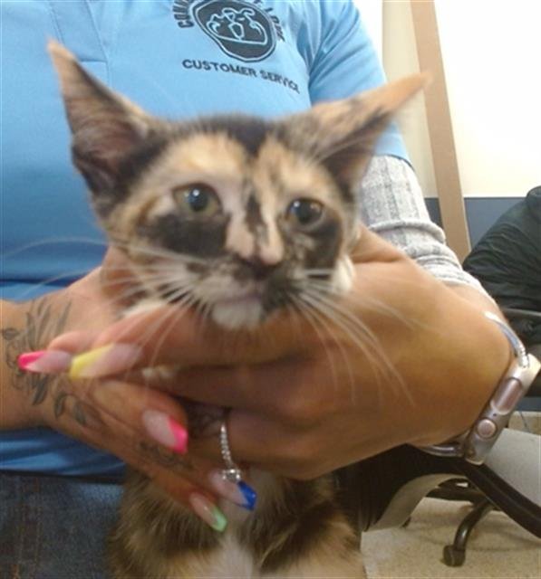 TILA - Domestic Short Hair available for adoption