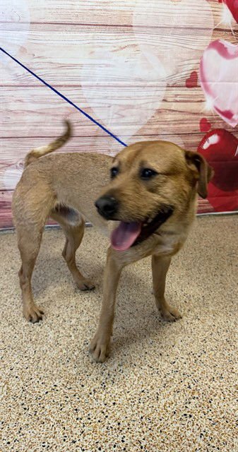 ZEUS - German Shepherd Dog available for adoption