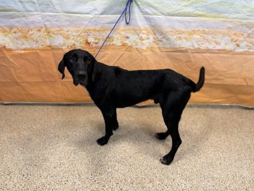 PAPI CHULO - Labrador Retriever available for adoption