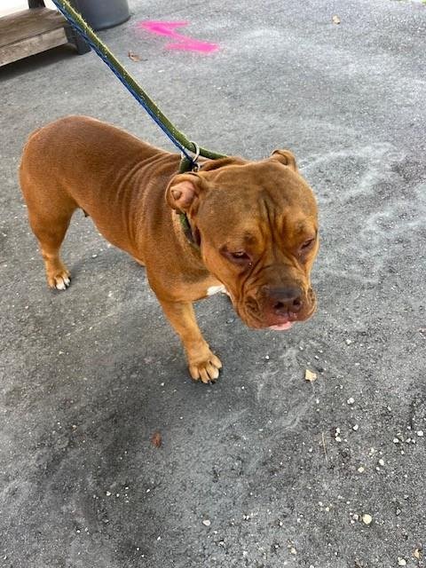 VENUS - American Bulldog available for adoption