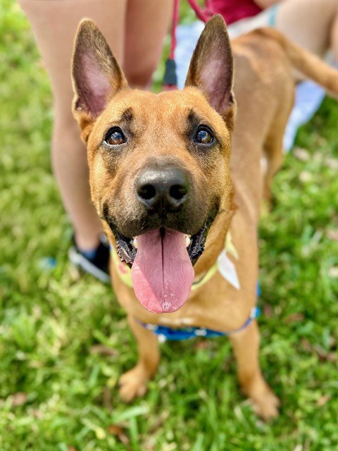 THOMAS - German Shepherd Dog available for adoption