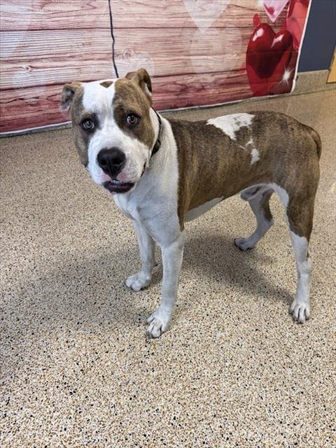 BALTO - American Bulldog available for adoption