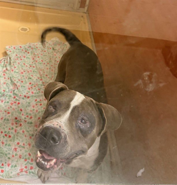 LUNA - American Bulldog available for adoption