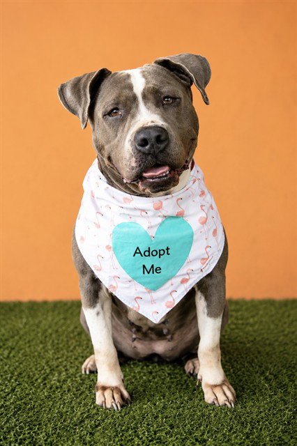 LUNA - American Bulldog available for adoption