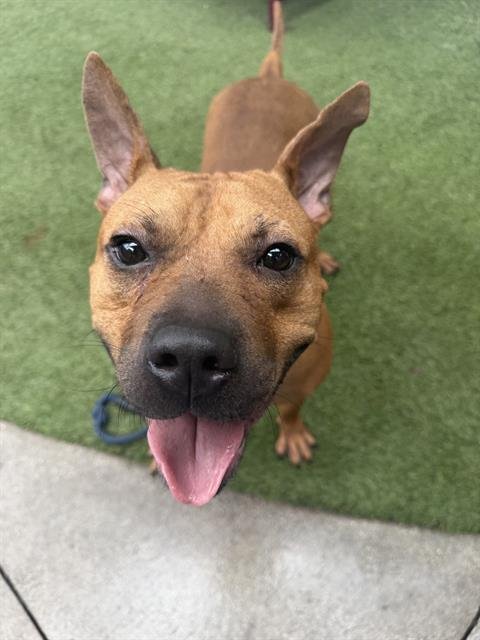 POCHO - Terrier available for adoption