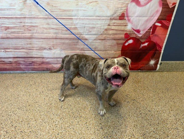 TRON - Bulldog available for adoption