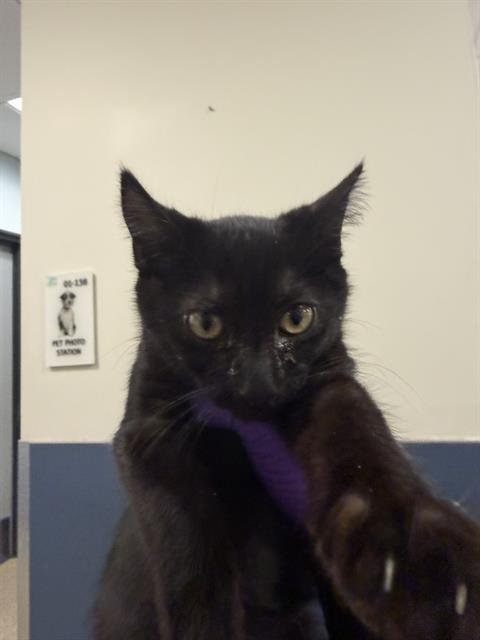 DUMPLING - Domestic Short Hair available for adoption