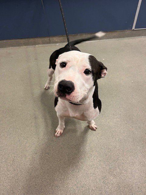 LUCY - American Bulldog available for adoption