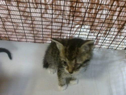 HAZEL - Domestic Short Hair available for adoption