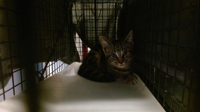 ALEX - Domestic Short Hair available for adoption