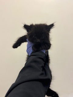 MIDNIGHT - Domestic Short Hair available for adoption