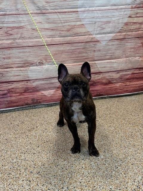YIO - French Bulldog available for adoption
