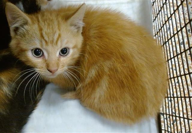 ASLAN - Domestic Short Hair available for adoption