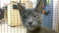 KITTY - Photo 1