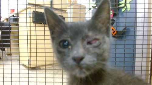 KITTY - Domestic Short Hair available for adoption
