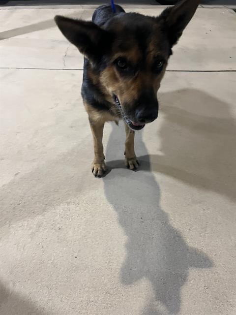 JASMINE - German Shepherd Dog available for adoption