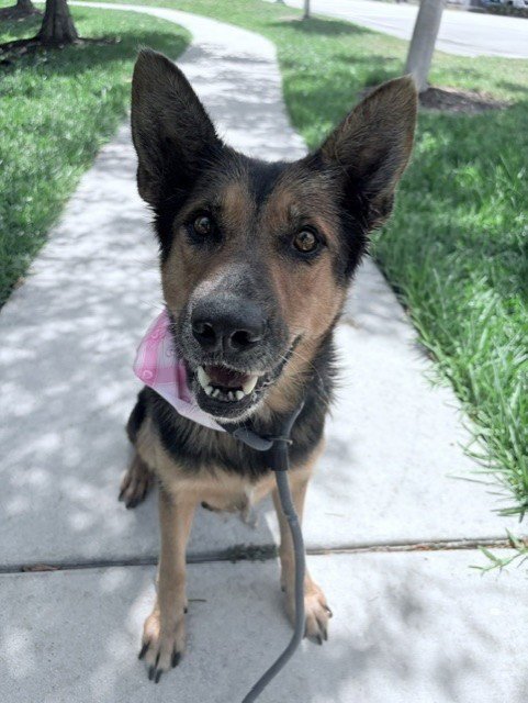 JASMINE - German Shepherd Dog available for adoption