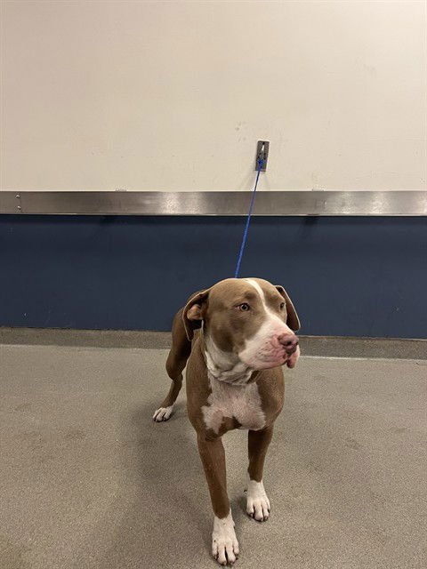 ARTEMIS - American Bulldog available for adoption