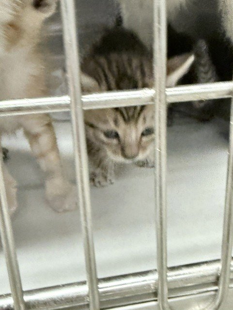 OPI - Domestic Short Hair available for adoption