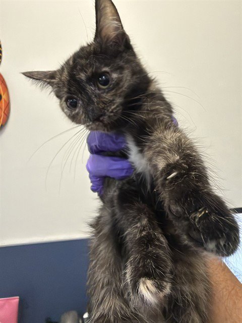CAT 5 - Domestic Short Hair available for adoption
