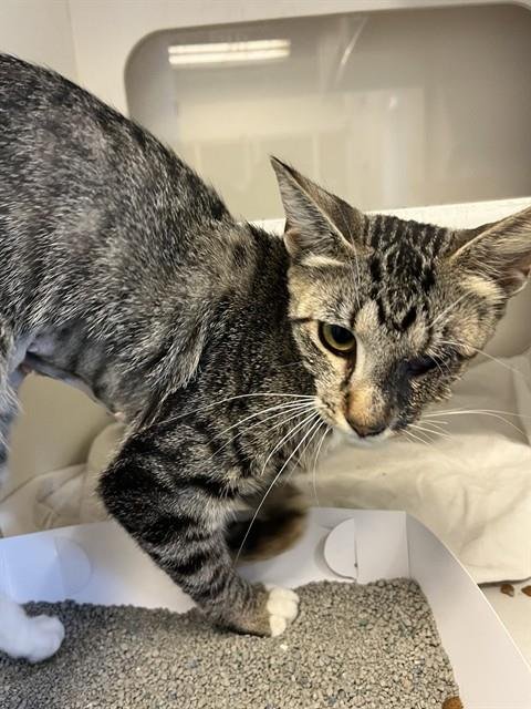 NIKY - Domestic Short Hair available for adoption