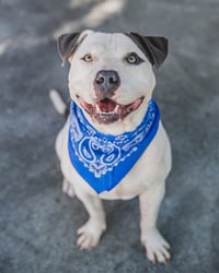 BUDDY - Photo 1
