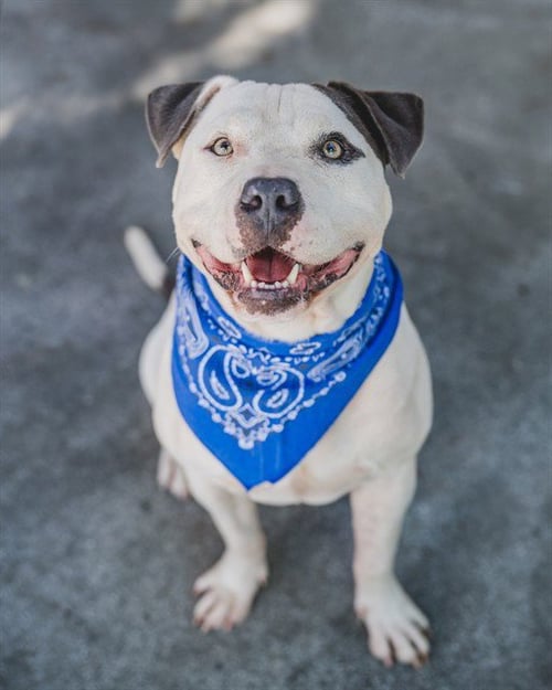 BUDDY - American Bulldog available for adoption