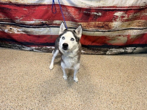 LUNA - Siberian Husky available for adoption