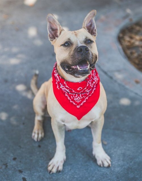 SIMBA - American Bulldog for adoption in Hialeah