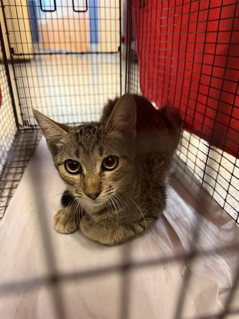 MORTAN - Domestic Short Hair available for adoption