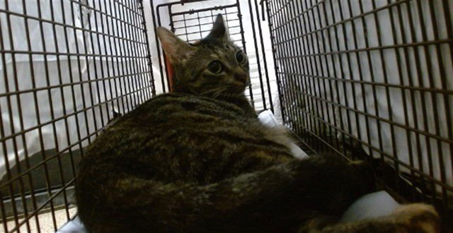 TERE - Domestic Short Hair available for adoption