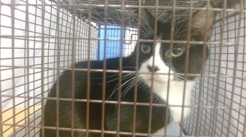 PRINCESS - Domestic Short Hair for adoption in Hialeah