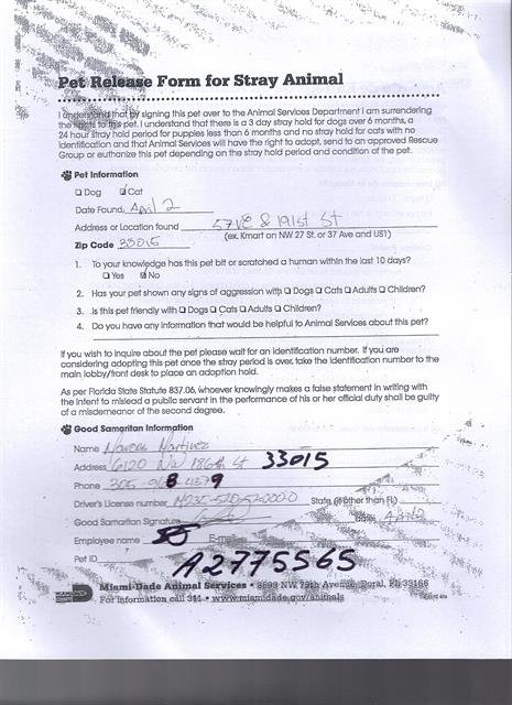 CARLO - Domestic Short Hair available for adoption