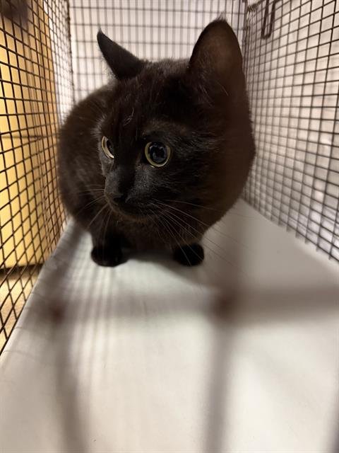 ZION - Domestic Short Hair available for adoption