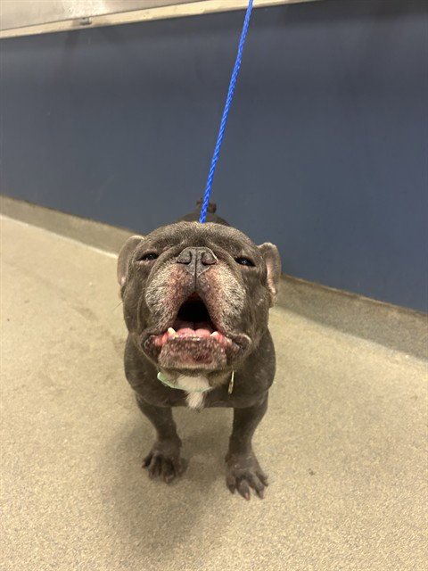 STITCH - French Bulldog available for adoption