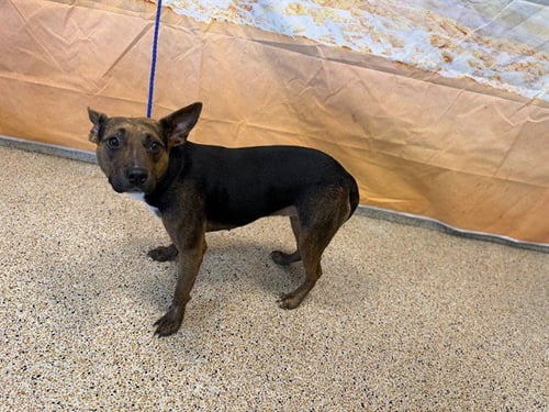 KIA - Catahoula Leopard Dog available for adoption