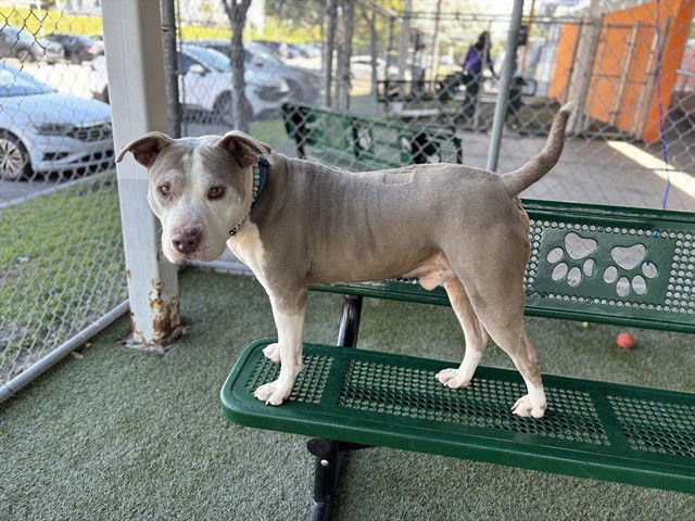 WALDO - Staffordshire Bull Terrier available for adoption