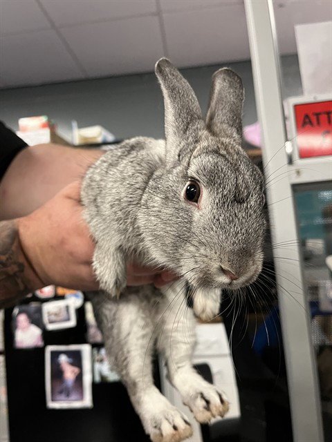 HOPPER - Shorthaired Rabbit available for adoption