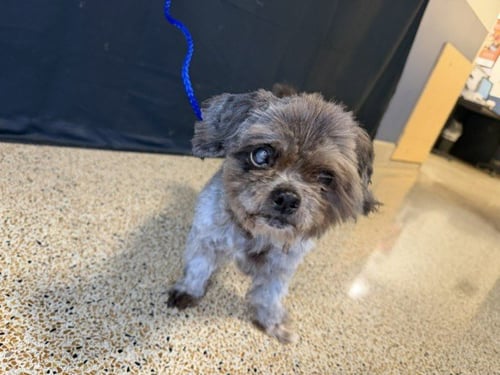 BINKY - Shih Tzu available for adoption