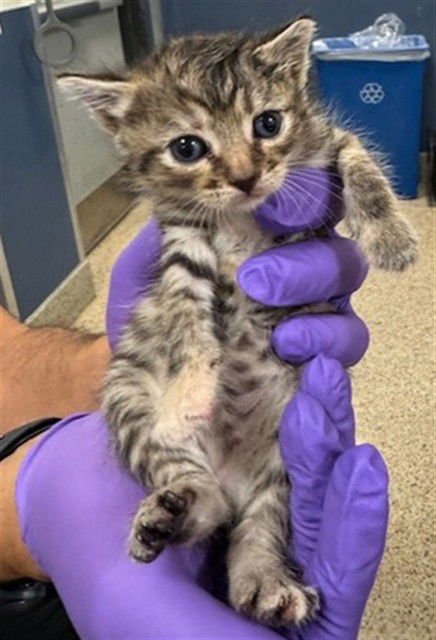 VIOLET - Domestic Short Hair available for adoption