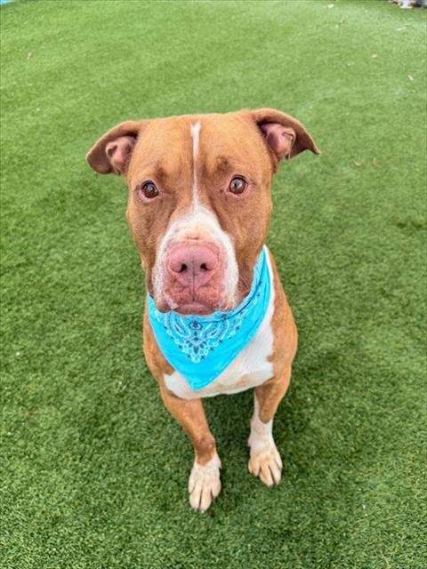 KANO - American Pit Bull Terrier available for adoption