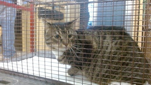 CLEO - Domestic Short Hair available for adoption