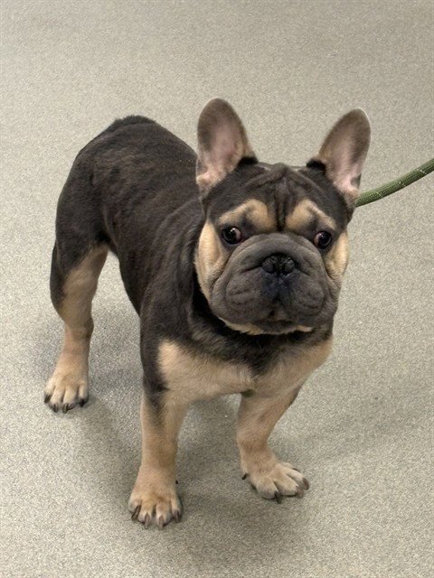ARMANDO - French Bulldog available for adoption