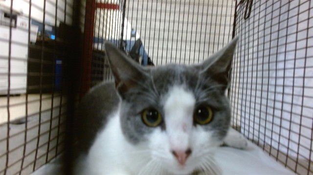 BOOTS - Domestic Short Hair available for adoption