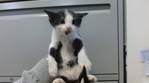 ROSEY - Domestic Short Hair available for adoption