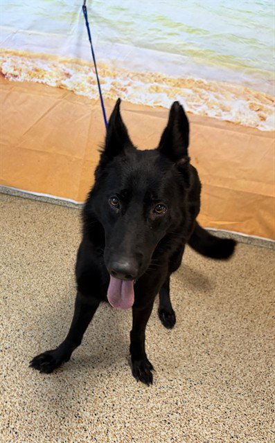SYDNEY - German Shepherd Dog available for adoption