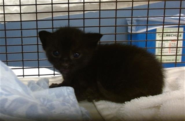 CHERRY - Domestic Short Hair available for adoption